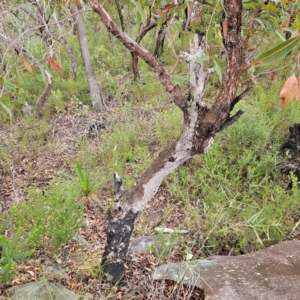 Corymbia gummifera at Ku-ring-gai Chase National Park - 6 Jun 2024