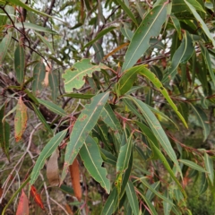 Corymbia gummifera at Ku-ring-gai Chase National Park - 6 Jun 2024