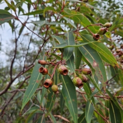 Corymbia gummifera at Ku-ring-gai Chase National Park - 6 Jun 2024