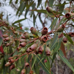 Corymbia gummifera at Ku-ring-gai Chase National Park - 6 Jun 2024