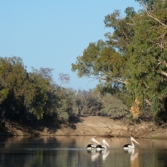 Pelecanus conspicillatus (Australian Pelican) at Bourke, NSW - 19 Aug 2020 by MB