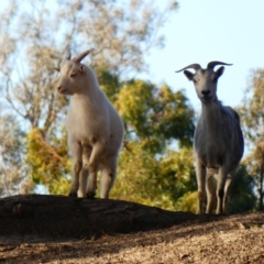 Capra hircus (Wild Goat) at Bourke, NSW - 19 Aug 2020 by MB