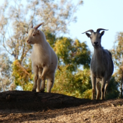 Capra hircus (Goat, Feral Goat) at Bourke, NSW - 19 Aug 2020 by MB