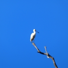 Platalea regia (Royal Spoonbill) at Bourke, NSW - 18 Aug 2020 by MB