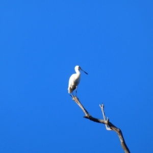 Platalea regia at Bourke, NSW - 19 Aug 2020