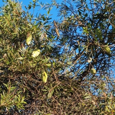 Araujia sericifera (Moth Plant) at Lyons, ACT - 9 Jun 2024 by Mike