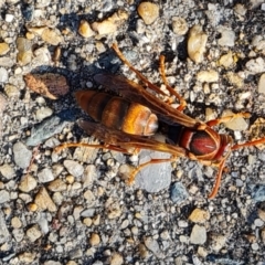 Unidentified Wasp (Hymenoptera, Apocrita) at Isaacs, ACT - 9 Jun 2024 by Mike