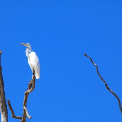Ardea alba (Great Egret) at Bourke, NSW - 17 Aug 2020 by MB