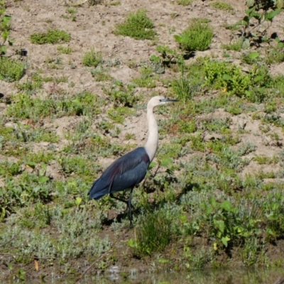 Ardea pacifica (White-necked Heron) at North Bourke, NSW - 16 Aug 2020 by MB