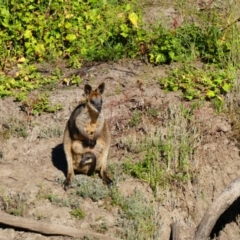 Wallabia bicolor (Swamp Wallaby) at Bourke, NSW - 16 Aug 2020 by MB