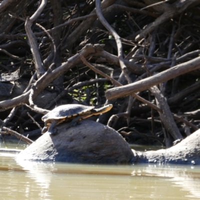 Chelodina longicollis (Eastern Long-necked Turtle) at Brewarrina, NSW - 13 Aug 2020 by MB