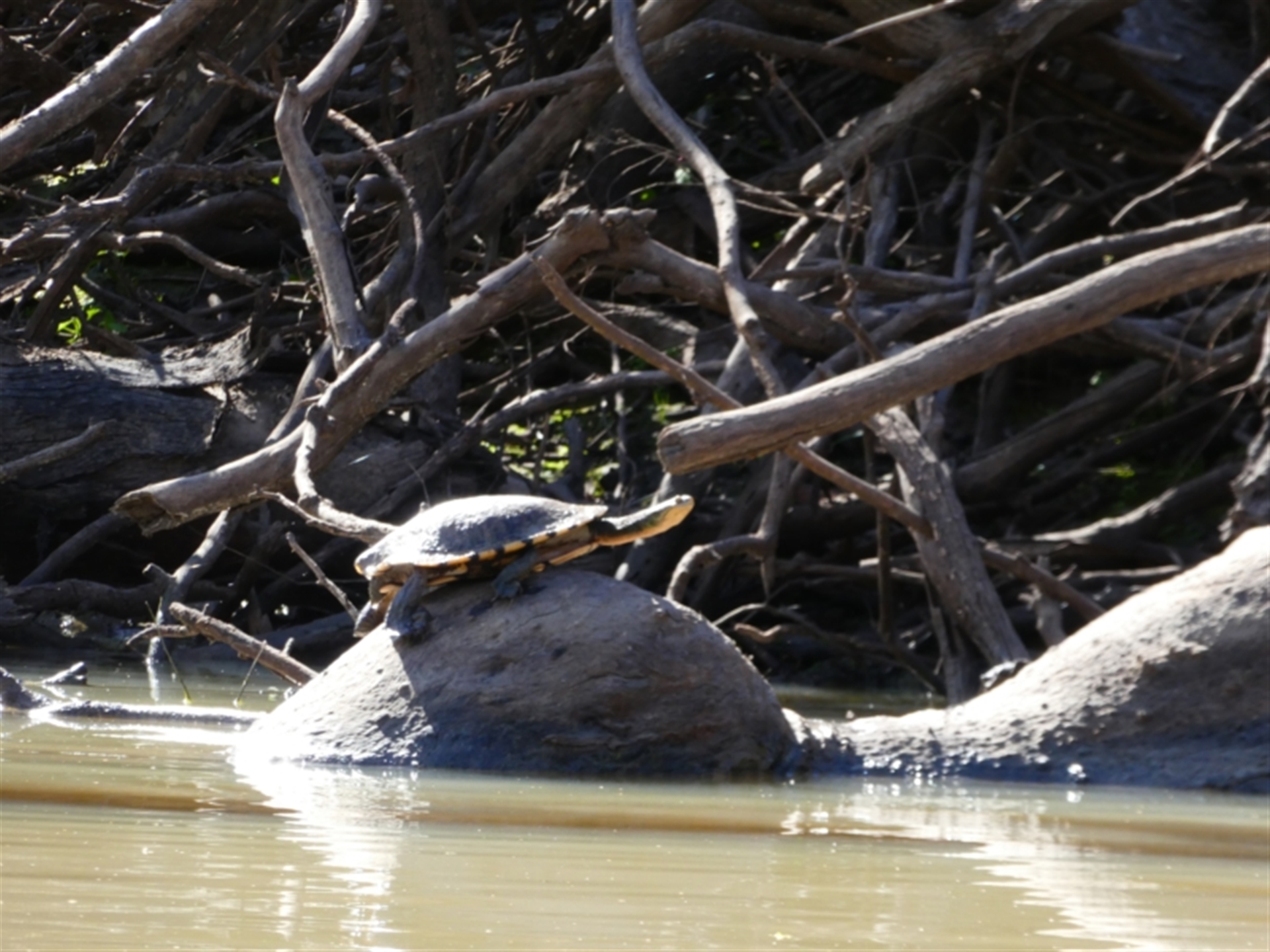 Chelodina longicollis at Brewarrina, NSW - 13 Aug 2020 02:06 PM