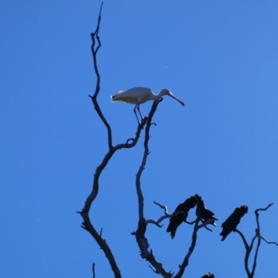 Platalea flavipes (Yellow-billed Spoonbill) at Brewarrina, NSW - 13 Aug 2020 by MB