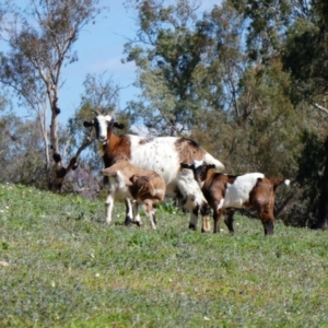 Capra hircus at Brewarrina, NSW - 12 Aug 2020 01:44 PM