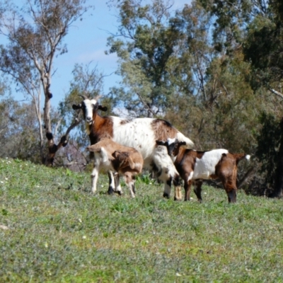 Capra hircus (Goat) at Brewarrina, NSW - 12 Aug 2020 by MB
