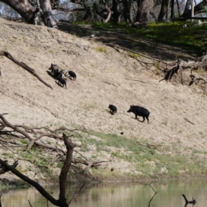 Sus scrofa at Brewarrina, NSW - 12 Aug 2020 10:50 AM