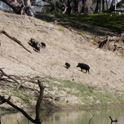 Sus scrofa (Pig (feral)) at Brewarrina, NSW - 12 Aug 2020 by MB