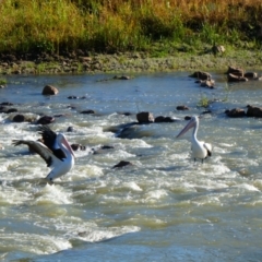 Pelecanus conspicillatus (Australian Pelican) at Brewarrina, NSW - 10 Aug 2020 by MB