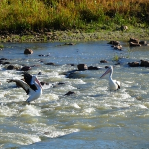 Pelecanus conspicillatus at Brewarrina, NSW - 11 Aug 2020