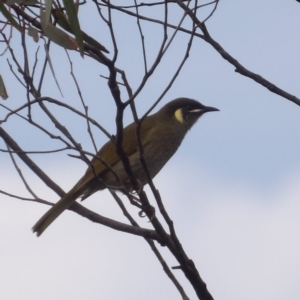 Meliphaga lewinii at Ku-ring-gai Chase National Park - 6 Jun 2024