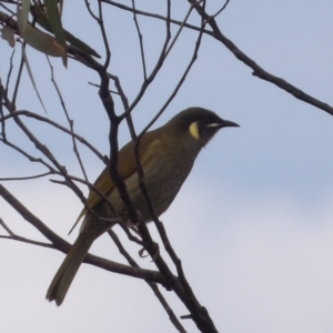 Meliphaga lewinii at Ku-ring-gai Chase National Park - 6 Jun 2024