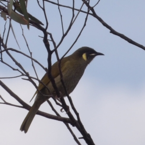 Meliphaga lewinii at Ku-ring-gai Chase National Park - 6 Jun 2024 09:34 AM