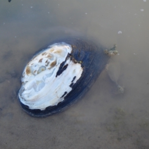 Unverified at suppressed - suppressed