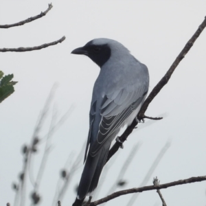 Coracina novaehollandiae at Ku-ring-gai Chase National Park - 6 Jun 2024