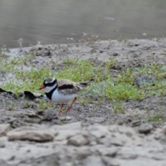 Charadrius melanops (Black-fronted Dotterel) at Tilpa, NSW - 1 Sep 2020 by MB