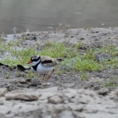 Charadrius melanops (Black-fronted Dotterel) at Tilpa, NSW - 2 Sep 2020 by MB