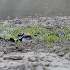 Charadrius melanops at Tilpa, NSW - 2 Sep 2020 07:03 AM