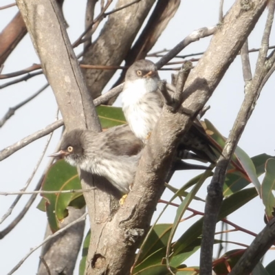 Daphoenositta chrysoptera (Varied Sittella) at Ku-Ring-Gai Chase, NSW - 5 Jun 2024 by MatthewFrawley