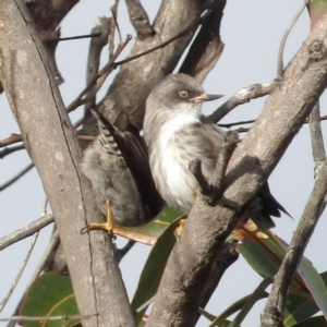 Daphoenositta chrysoptera at Ku-ring-gai Chase National Park - 6 Jun 2024 09:49 AM