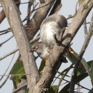 Daphoenositta chrysoptera at Ku-ring-gai Chase National Park - 6 Jun 2024 09:49 AM