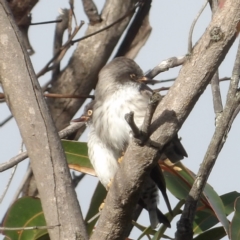 Daphoenositta chrysoptera at Ku-ring-gai Chase National Park - 6 Jun 2024 09:49 AM