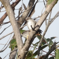 Daphoenositta chrysoptera at Ku-ring-gai Chase National Park - 6 Jun 2024 09:49 AM