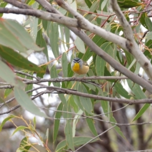 Pardalotus punctatus at Ku-ring-gai Chase National Park - 6 Jun 2024 10:25 AM