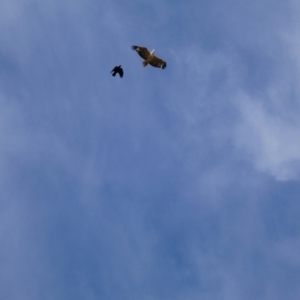 Haliaeetus leucogaster at Tilpa, NSW - 2 Sep 2020