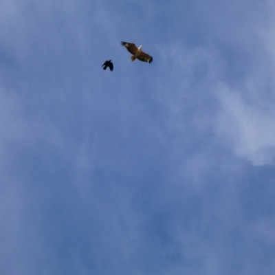 Haliaeetus leucogaster (White-bellied Sea-Eagle) at Tilpa, NSW - 2 Sep 2020 by MB