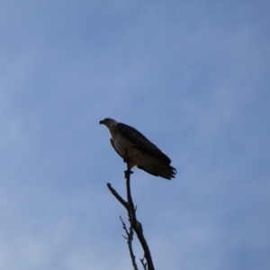 Haliaeetus leucogaster at Tilpa, NSW - 2 Sep 2020