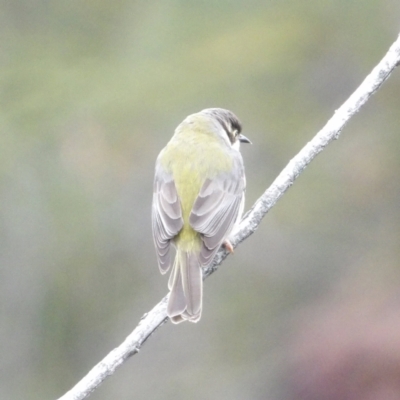 Melithreptus brevirostris (Brown-headed Honeyeater) at Ku-Ring-Gai Chase, NSW - 6 Jun 2024 by MatthewFrawley