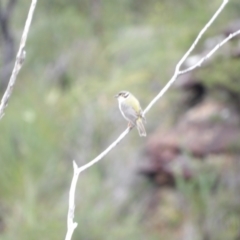 Melithreptus brevirostris at Ku-ring-gai Chase National Park - 6 Jun 2024 10:33 AM