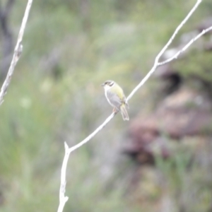 Melithreptus brevirostris at Ku-ring-gai Chase National Park - 6 Jun 2024 10:33 AM