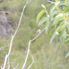 Melithreptus brevirostris at Ku-ring-gai Chase National Park - 6 Jun 2024 10:33 AM