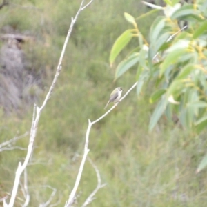 Melithreptus brevirostris at Ku-ring-gai Chase National Park - 6 Jun 2024