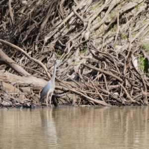 Egretta novaehollandiae at Tilpa, NSW - 2 Sep 2020