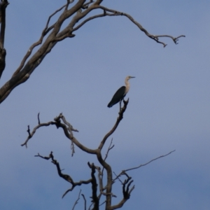 Ardea pacifica at Tilpa, NSW - 3 Sep 2020 08:15 AM