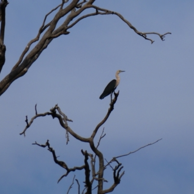 Ardea pacifica (White-necked Heron) at Tilpa, NSW - 2 Sep 2020 by MB