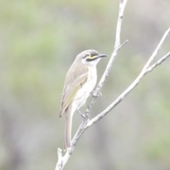 Caligavis chrysops (Yellow-faced Honeyeater) at Ku-Ring-Gai Chase, NSW - 6 Jun 2024 by MatthewFrawley