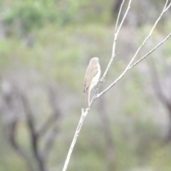 Caligavis chrysops at Ku-ring-gai Chase National Park - 6 Jun 2024 10:34 AM